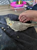 jonge handtamme valkparkieten, Dieren en Toebehoren, Vogels | Parkieten en Papegaaien, Meerdere dieren, Parkiet, Tam