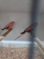 Rose bourks parkieten, Meerdere dieren, Parkiet