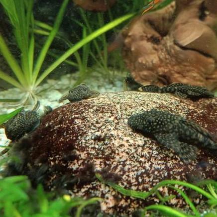Borstelneusmeervallen, 2 mannetjes 4 vrouwtjes, Dieren en Toebehoren, Vissen | Aquariumvissen, Vis
