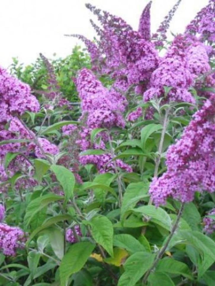 Vlinderstruiken, Tuin en Terras, Planten | Struiken en Hagen, Struik, Vlinderstruik, Minder dan 100 cm, Ophalen