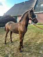 Super mooie luxe fries merrieveulen, Dieren en Toebehoren, Merrie, Minder dan 160 cm, Gechipt, Dressuurpaard