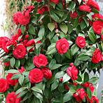 rode Camelia japonica, Ophalen, Overige soorten, Struik, Minder dan 100 cm