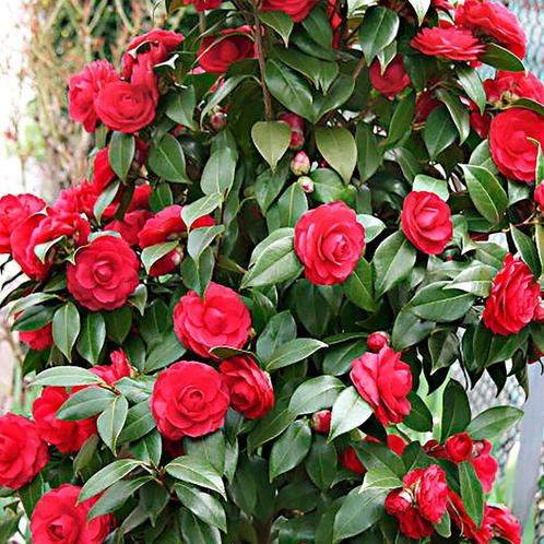 rode Camelia japonica, Tuin en Terras, Planten | Struiken en Hagen, Struik, Overige soorten, Minder dan 100 cm, Ophalen