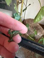 Wandelende takken (Indische), Wandelende tak