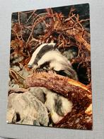 Das, Ophalen of Verzenden, 1960 tot 1980, Ongelopen, Wild dier