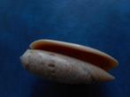 Schelpen: Oliva miniacea Röding gem 59,5mm, Verzenden, Schelp(en)