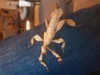 Eitjes Australische Flappentak (Extatosoma Tiaratum), Dieren en Toebehoren, Insecten en Spinnen, Wandelende tak