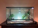 Rattenslangen, Dieren en Toebehoren, Reptielen en Amfibieën, Slang, Met terrarium, 3 tot 6 jaar
