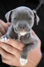 GEZOCHT ENGELSE STAFFORD PUP TEEFJE, 8 tot 15 weken, Teef, Eén hond, Nederland