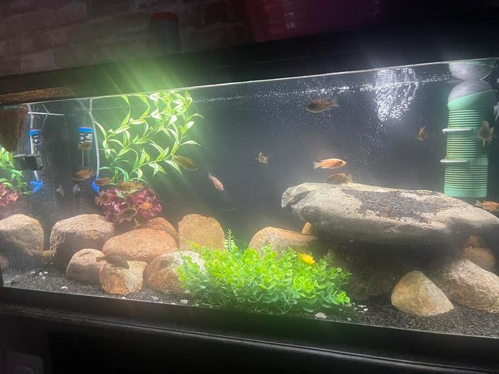 Aquarium 1m, Dieren en Toebehoren, Vissen | Aquaria en Toebehoren, Gebruikt, Gevuld zoetwateraquarium, Ophalen of Verzenden