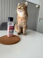 Dekkater britsekorthaar, Dieren en Toebehoren, Kater