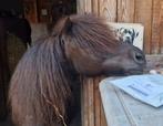 Lieve 7 jarige shetland merrie, Merrie, Recreatiepony