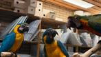 Ara Papegaaien 2025, Dieren en Toebehoren, Vogels | Parkieten en Papegaaien, Meerdere dieren, Papegaai, Pratend