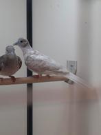 1-0 Vredes duifje pheao, Dieren en Toebehoren, Mannelijk, Tropenvogel, Geringd