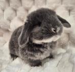 Franse hangoor, Dieren en Toebehoren, Konijnen, Meerdere dieren, Groot, Hangoor