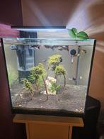 Guppy's man en vrouw, Dieren en Toebehoren, Vissen | Aquaria en Toebehoren, Ophalen, Gevuld zoetwateraquarium