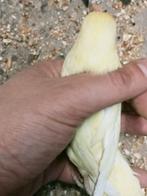 Prachtige piep jonge agapornis fisheri crème split INO pop, Dieren en Toebehoren, Vogels | Parkieten en Papegaaien, Vrouwelijk