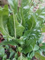 Snijbiet zaden BIO 1.75gr, Ophalen of Verzenden, Voorjaar, Halfschaduw, Zaad