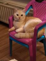 Britse Korthaar | Kater | Kitten, Dieren en Toebehoren, Katten en Kittens | Raskatten | Korthaar, Kater, Gechipt