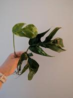 Epipremnum pinnatum Cintho Goldfinger gewortelde stekken, Ophalen of Verzenden, Overige soorten, Minder dan 100 cm