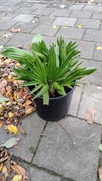 Jonge Chamaerops Humilis Vulcano (5 st), Ophalen, Overige soorten, Volle zon