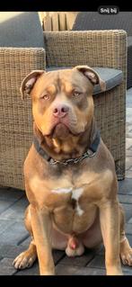 Nestaankondiging American bully xl x American Staffordshire, Rabiës (hondsdolheid), Overige rassen, 8 tot 15 weken, Meerdere