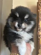 Mini Pomeriaan pup reutje, Dieren en Toebehoren, Rabiës (hondsdolheid), Reu, 8 tot 15 weken, Eén hond