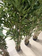 Kunstplanten bamboe, Ophalen, Zo goed als nieuw