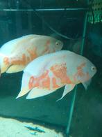 Bewezen koppel pauwogen 25-30cm, Dieren en Toebehoren, Vissen | Aquariumvissen