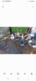 Jonge ganzen, Meerdere dieren, Gans of Zwaan