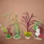 Mooie grote kunst aquarium planten stukjes, Ophalen, Plant(en), Steen of Hout