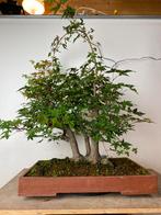 Acer palmatum 3 stam bonsai project, Tuin en Terras, Ophalen, Bloeit niet, Halfschaduw, Overige soorten