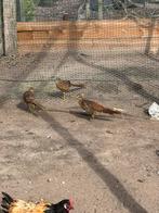Goudfazanten, Dieren en Toebehoren, Pluimvee, Mannelijk, Overige soorten