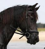 Fries hengstenveulen 0.00 inteelt, braaf menpaard en twenter, Dieren en Toebehoren, Paarden, Gechipt, Niet van toepassing, Dressuurpaard