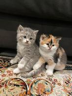 Britse korthaar kruising kittens, Ophalen, Katten