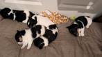 Jack Russell puppies. 1 reutjes en 1 teefje over, Dieren en Toebehoren, Jack Russell Terriër, 8 tot 15 weken, Parvo, Meerdere