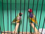 Gouldsamadine, Dieren en Toebehoren, Vogels | Overige Vogels, Meerdere dieren