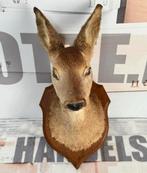 Taxidermie mooie Opgezette Ree kop - Capreolus wandmontage, Verzamelen, Dierenverzamelingen, Ophalen of Verzenden, Zo goed als nieuw