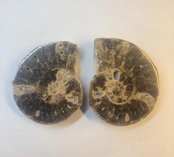 Ammoniet fossiel (9) beschikbaar voor biedingen