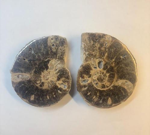 Ammoniet fossiel (9), Verzamelen, Mineralen en Fossielen, Fossiel, Ophalen of Verzenden