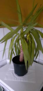 Grote  Yucca net verplant, Ophalen, Overige soorten, Volle zon