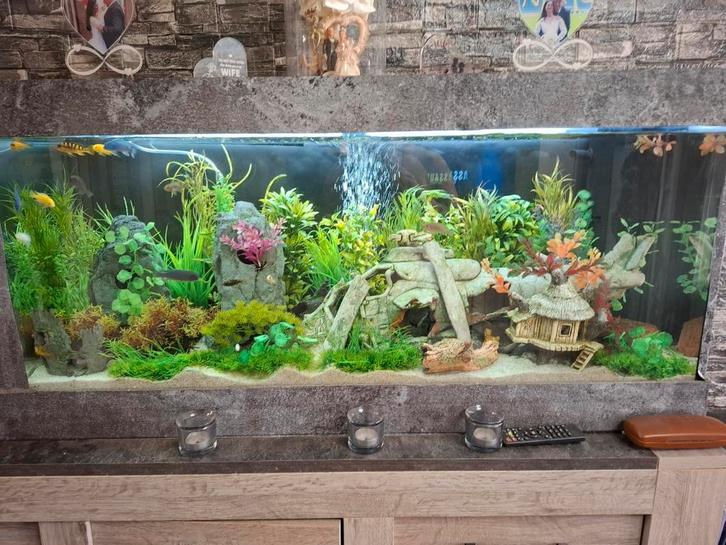 3 aquariums Rio led 121x41x50 met vissen enz enz, Dieren en Toebehoren, Vissen | Aquaria en Toebehoren, Zo goed als nieuw, Gevuld zoetwateraquarium
