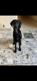 5,5 maanden oude kruising duitse staande x zwarte labrador, Dieren en Toebehoren, Honden | Niet-rashonden, Particulier, Teef, Middel
