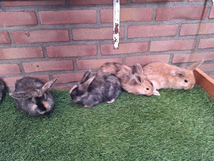 Te koop, dwerghangoor konijntjes dwerg hangoor konijn, Dieren en Toebehoren, Konijnen, Dwerg, Meerdere dieren, Hangoor