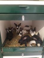 Lotharingers Groot, Dieren en Toebehoren, Meerdere dieren, Groot