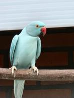 Super mooi kweekstel halsband parkieten, Meerdere dieren, Parkiet