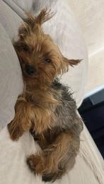 Mini yorkie voor dekking, Dieren en Toebehoren, Rabiës (hondsdolheid), Reu, 1 tot 2 jaar, Eén hond