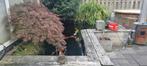 Koi vijver compleet ter overname., Tuin en Terras, Vijvers, Ophalen