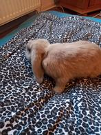 Te koop hangoor ram 20 weken oud., Dieren en Toebehoren, Konijnen, Mannelijk, Middelgroot, Hangoor