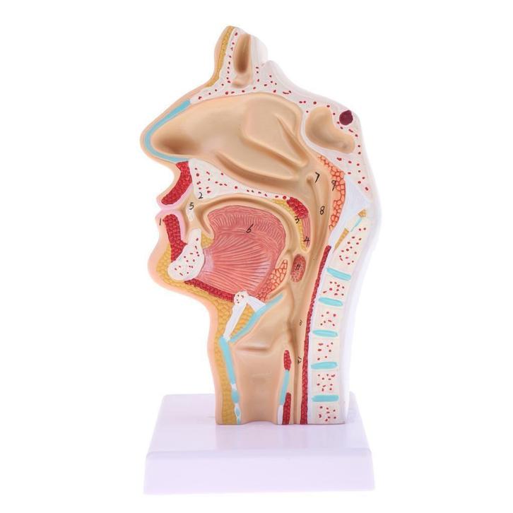 Keel Neus Menselijk Anatomie Model / Oraal Medisch Mond, Diversen, Schoolbenodigdheden, Nieuw, Verzenden